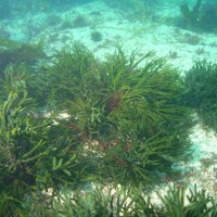 Green Sea Fingers